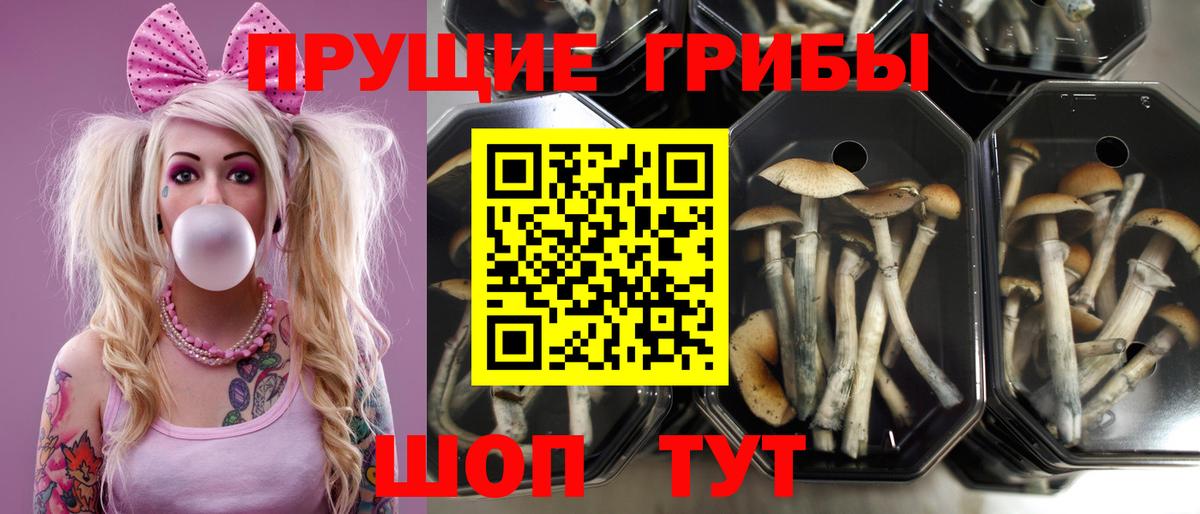 Галлюциногенные грибы прущие грибы  Вход с VPN  Нижний Новгород 